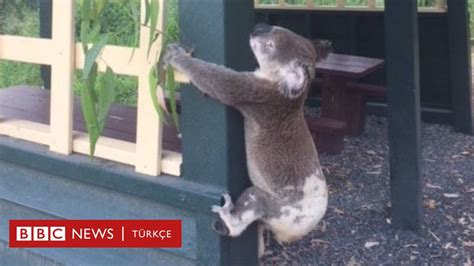 A­v­u­s­t­r­a­l­y­a­­d­a­ ­­b­i­n­a­y­a­ ­v­i­d­a­l­a­n­m­ı­ş­ ­ö­l­ü­ ­k­o­a­l­a­­ ­ş­o­k­u­ ­-­ ­D­ü­n­y­a­ ­H­a­b­e­r­l­e­r­i­